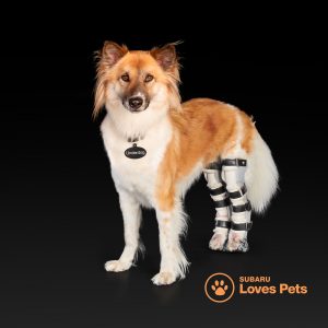 Dog in Leg Brace