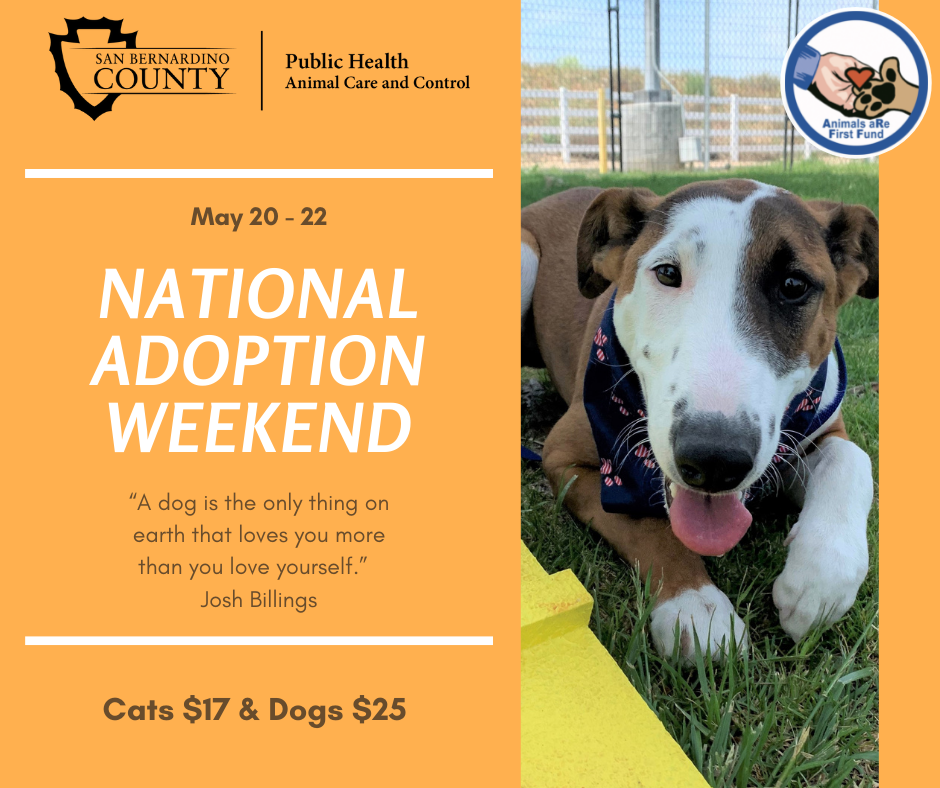 Pet Adoption Event