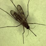microscope image of mosquito