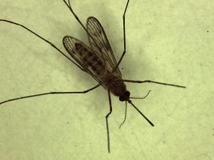 microscope image of mosquito