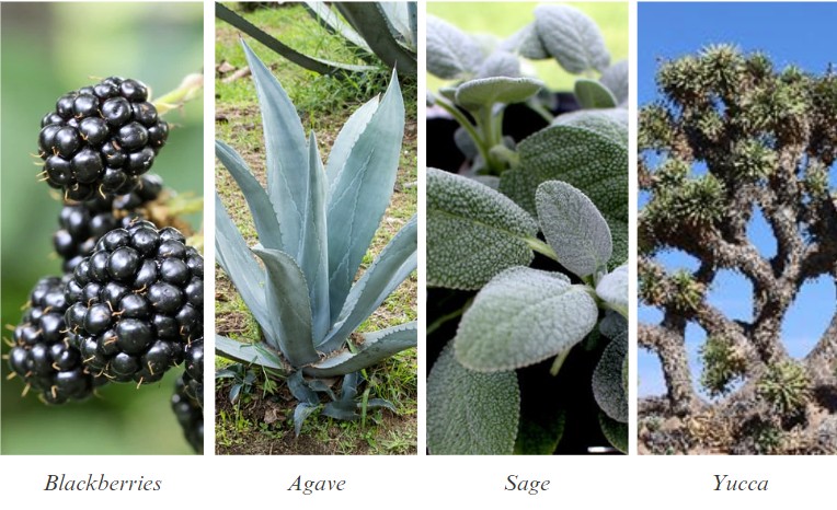 Blackberries on a branch, agave plant, sage leaves, and a yucca tree.