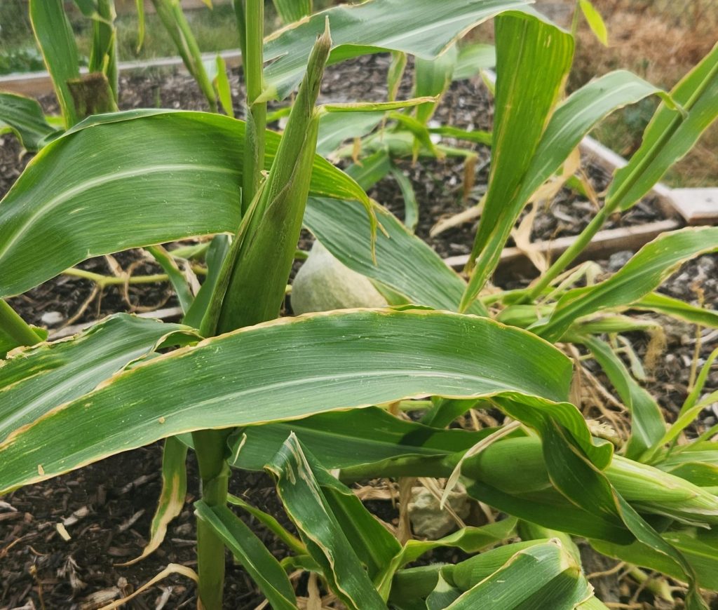 A corn stalk growing in its infant stage. 
