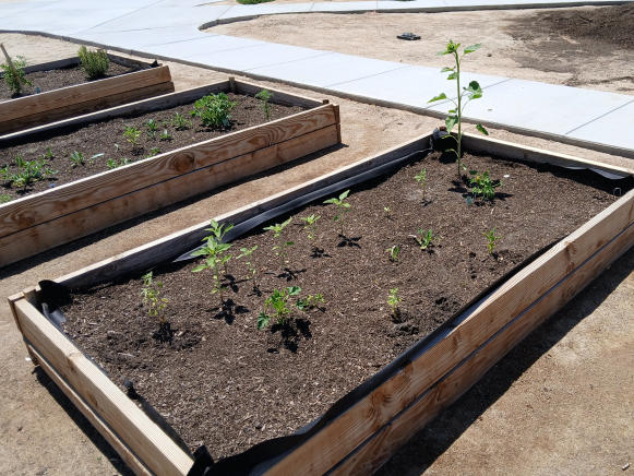 Several raised garden beds with plants growing in them.
