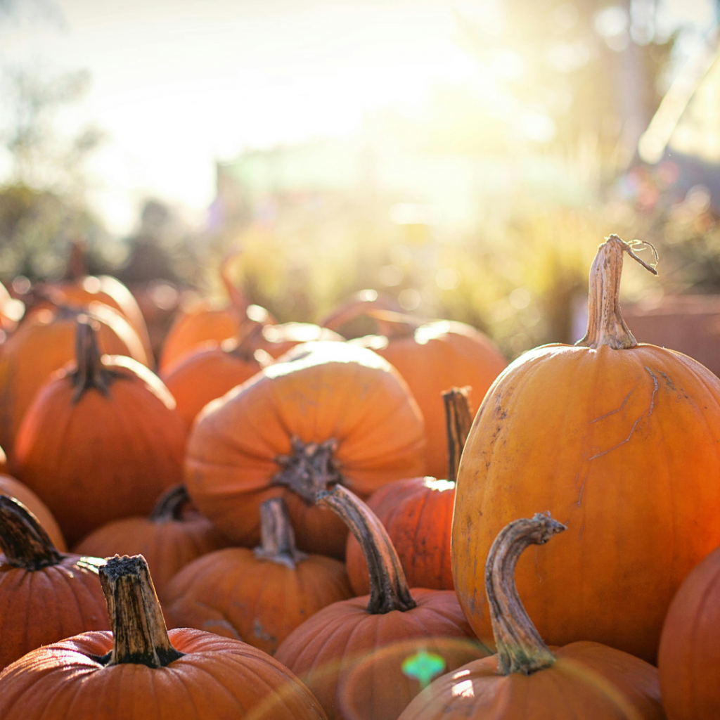 Image of pumpkins stacked on each other. Sunlight beams in the background. 